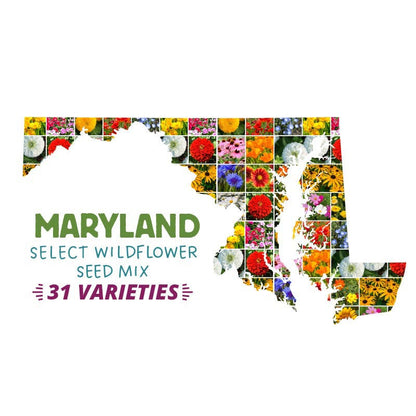 native maryland wildflower seeds Maryland Select Wildflower Seed Mix
