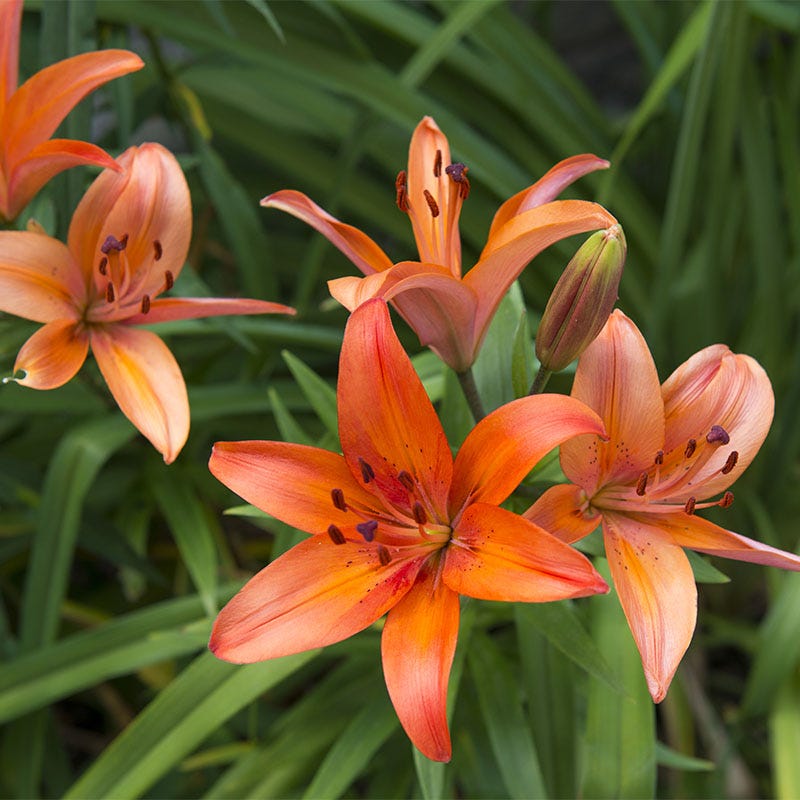 inuvik asiatic lily Matrix Dwarf Asiatic Lily Bulbs, Lilium