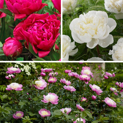 May Mornings Peony Collection