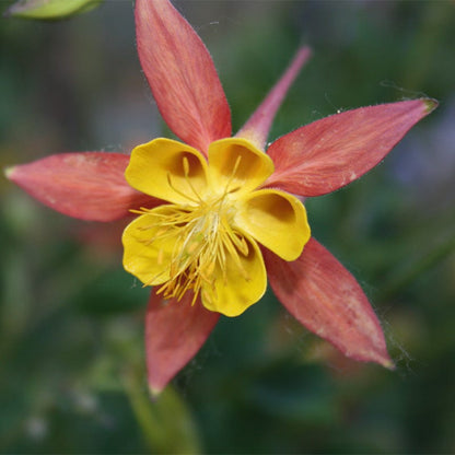 McKana Giant Columbine Mix