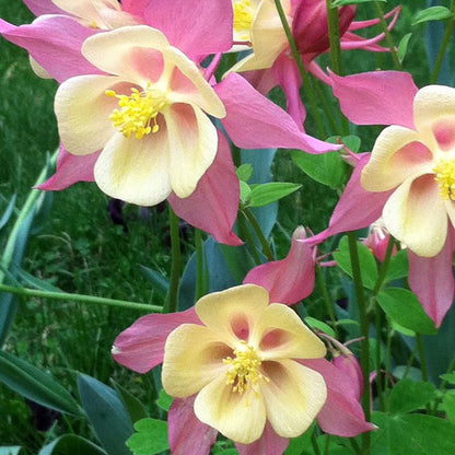 McKana Giant Columbine Mix