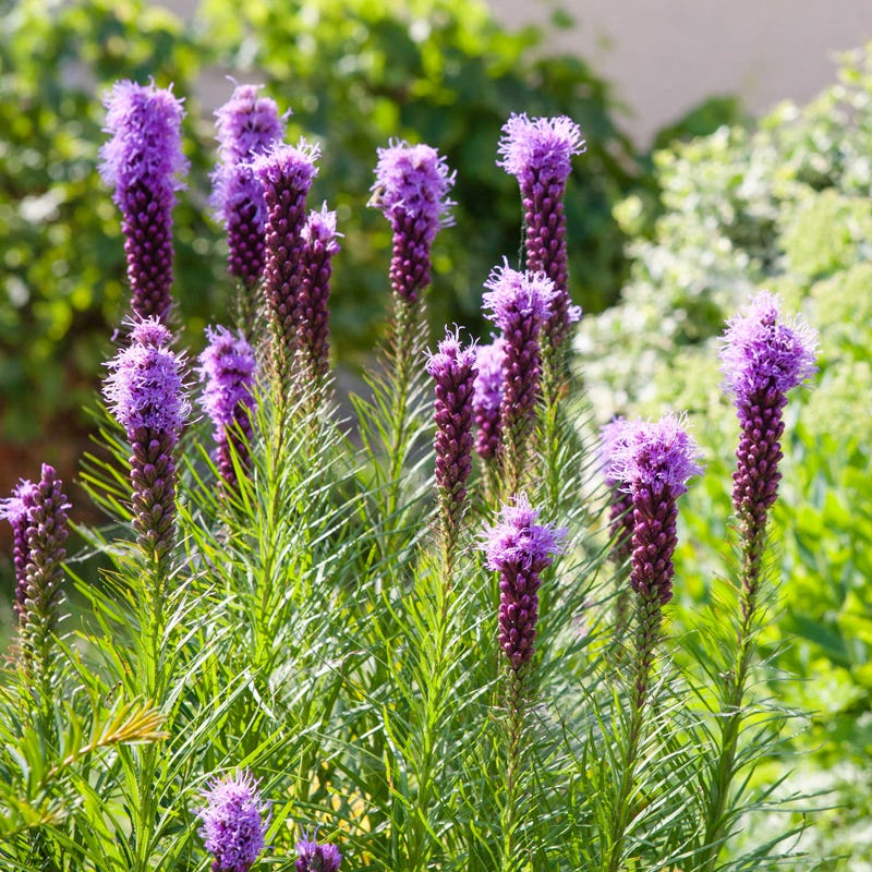 Meadow Blazing Star Seeds