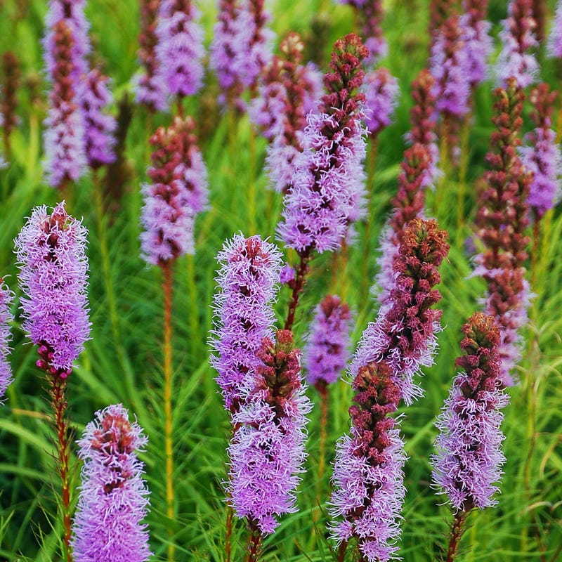Meadow Blazing Star Seeds