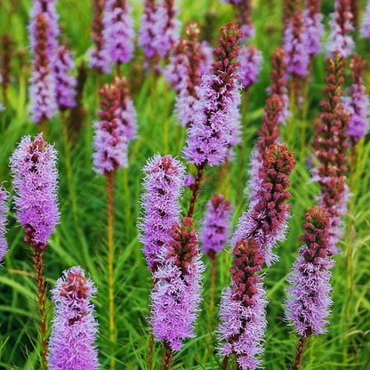 Meadow Blazing Star Seeds