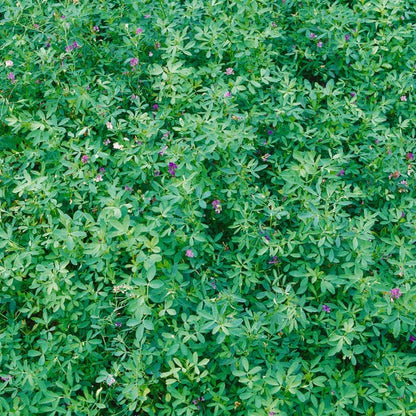 alfalfa seeds for planting 5 lb Vernal Alfalfa Seeds