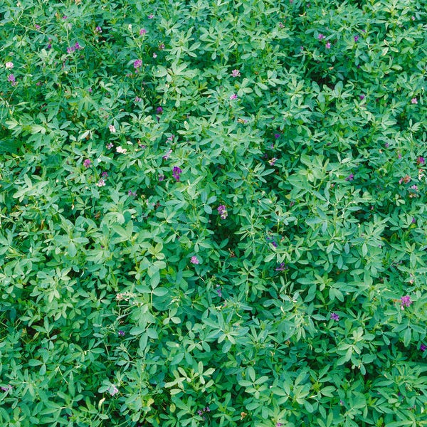 Sheep Pasture Seed Mix