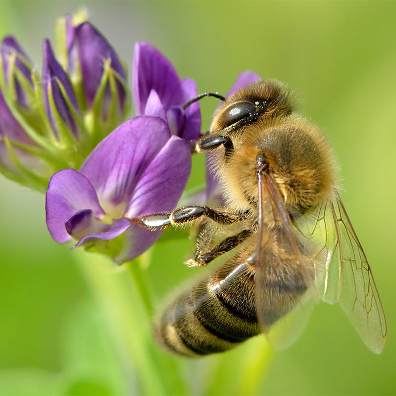 Vernal Alfalfa Seeds