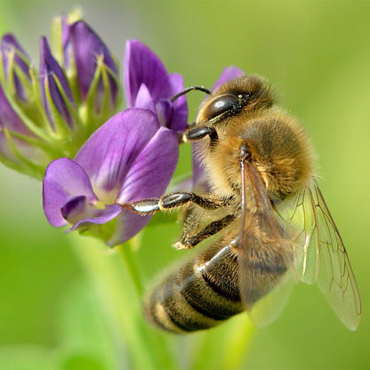Vernal Alfalfa Seeds