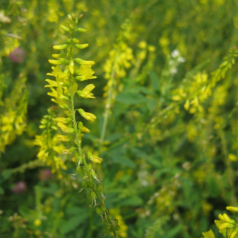 Pollinator Cover Crop Seed Mix