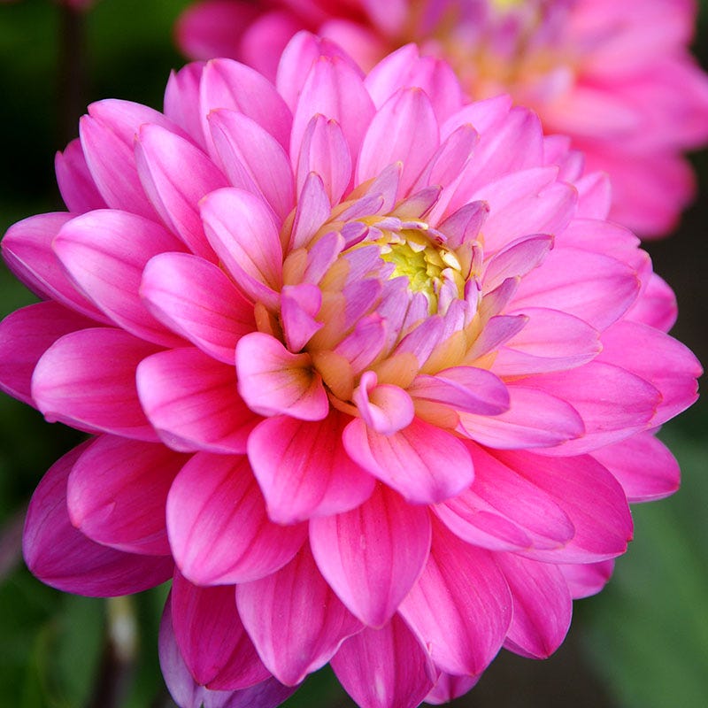 Melody Allegro Decorative Dahlia