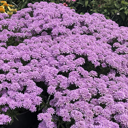 buy pink lavender plants Mermaid Lavender Candy Tuft | Pink | Plant