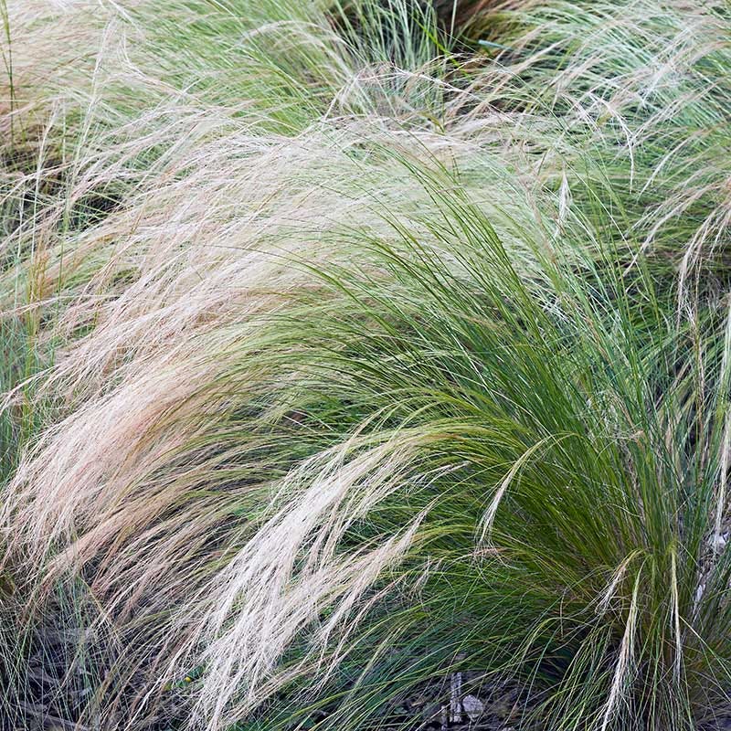 Mexican Feathergrass