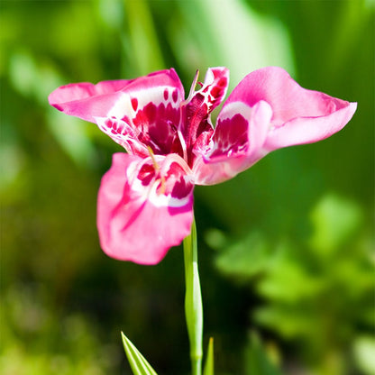 Mexican Shellflower Mix
