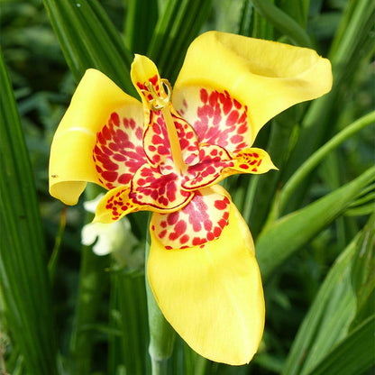 Mexican Shellflower Mix