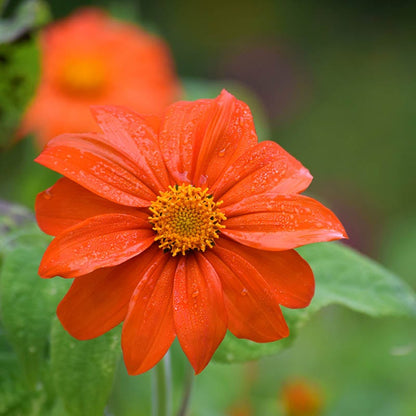 Mexican Sunflower Seeds