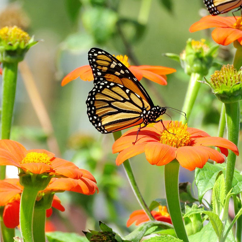Mexican Sunflower Seeds