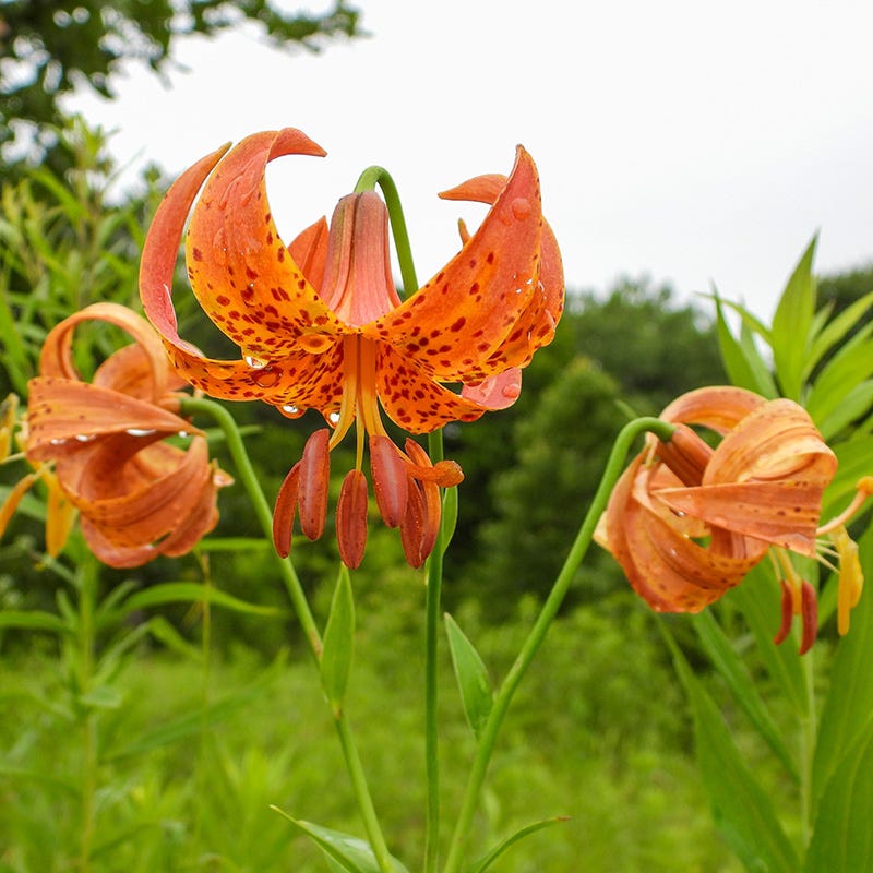michigan lily vs tiger lily Michigan Lily, Lilium michiganense