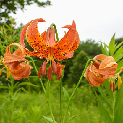 are tiger lilies native to michigan Michigan Lily, Lilium michiganense