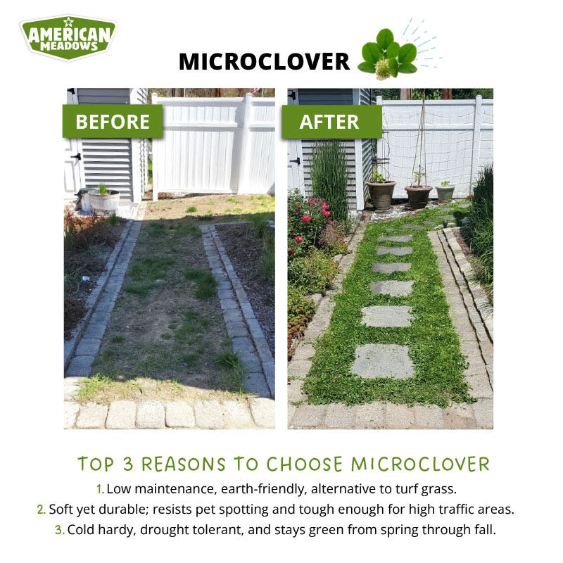Microclover Roots Microclover Seeds | American Meadows
