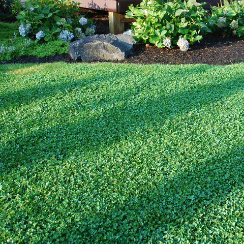 MicrocloverSeed