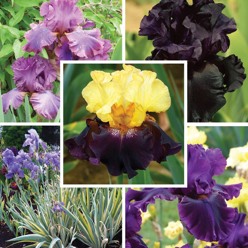 Midnight Gold Bearded Iris Collection