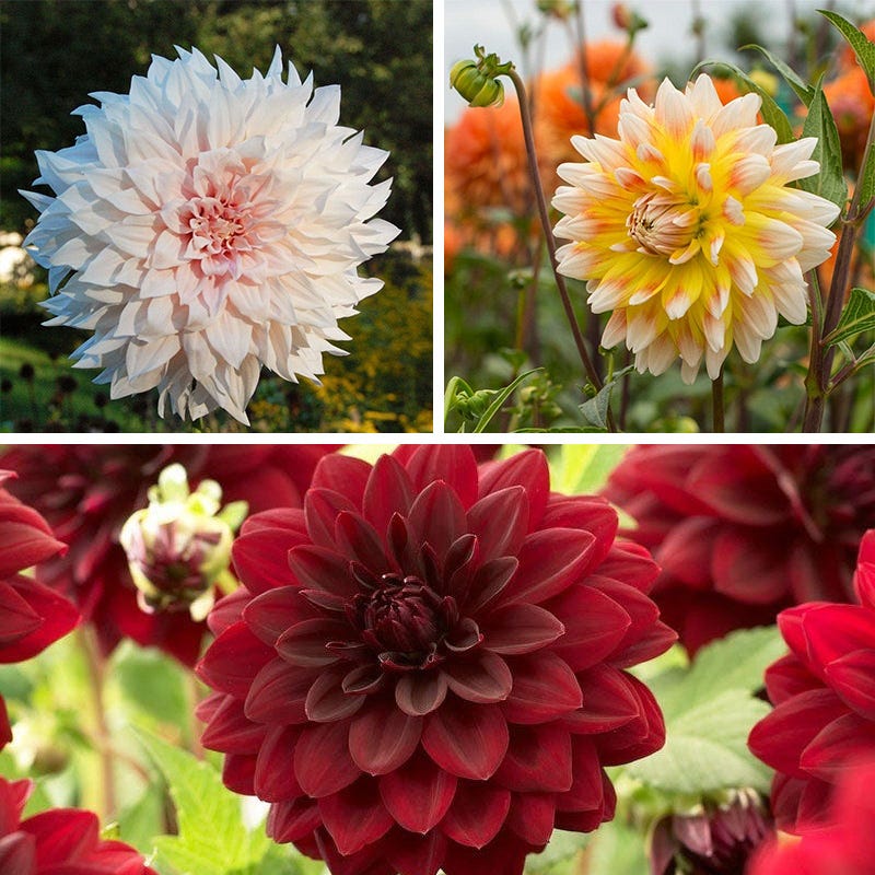 Midsummer's Eve Dinner Plate Dahlia Collection