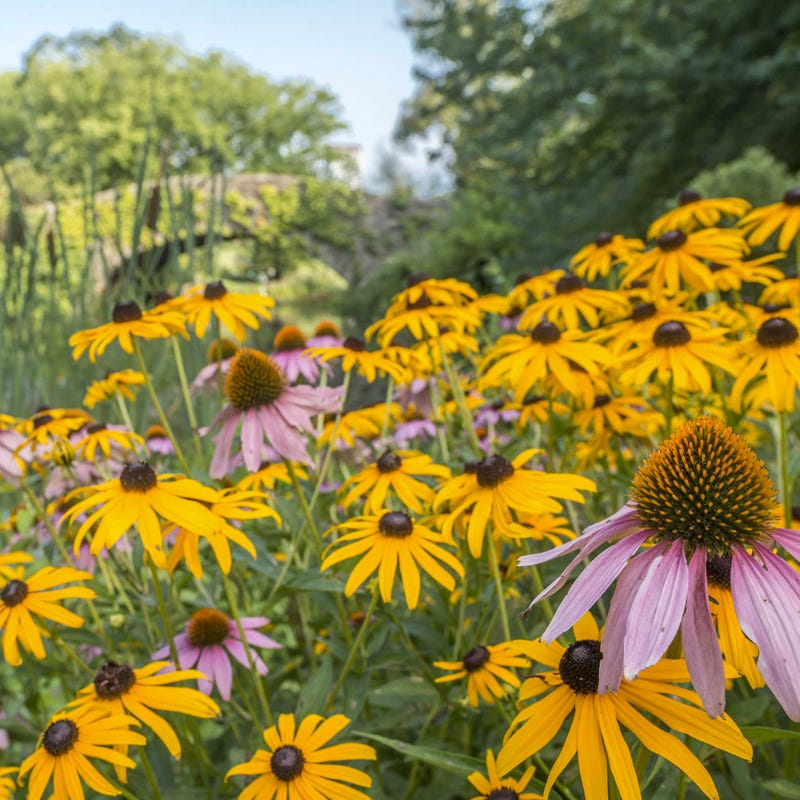 black wildflower seeds Midwest Pollinator Wildflower Seed Mix