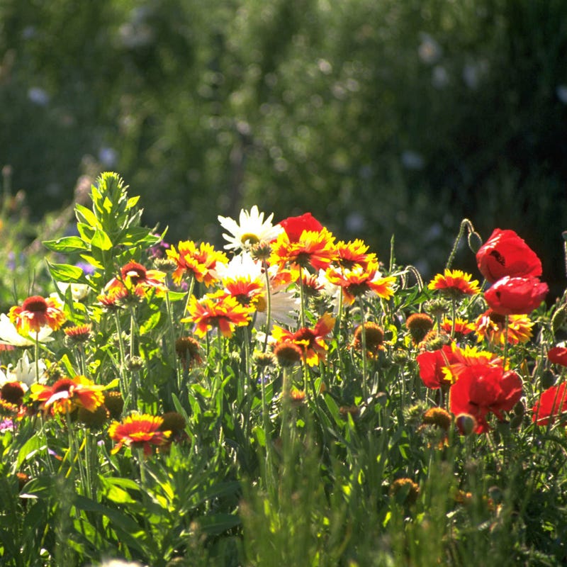 mn wildflower seed mix Midwest Pollinator Wildflower Seed Mix