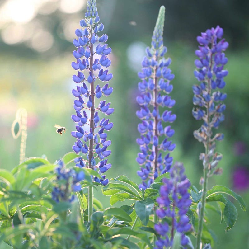 Midwest Pollinator Wildflower Seed Mix