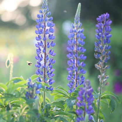 Midwest Pollinator Wildflower Seed Mix