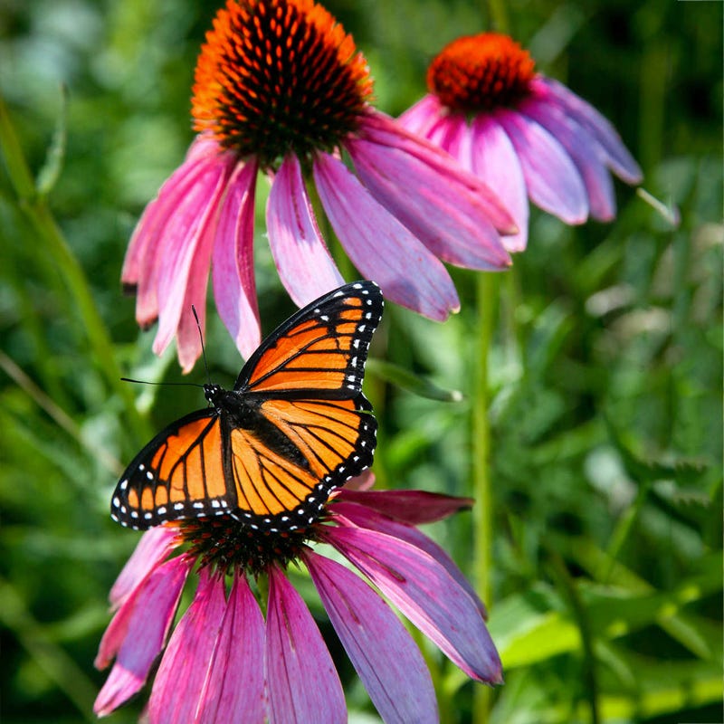 american meadows wildflower seeds Midwest Pollinator Wildflower Seed Mix