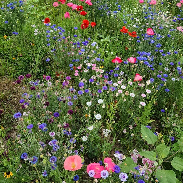 Midwest Wildflower Seed Mix