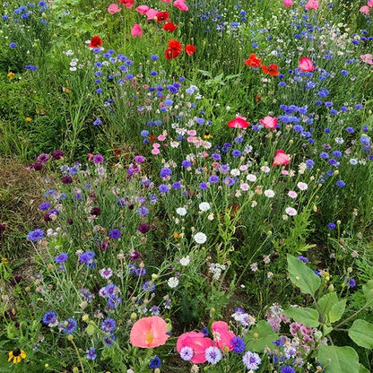 Midwest Wildflower Seed Mix