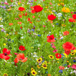 Midwest Wildflower Seed Mix|Midwest Wildflower Seed Mix