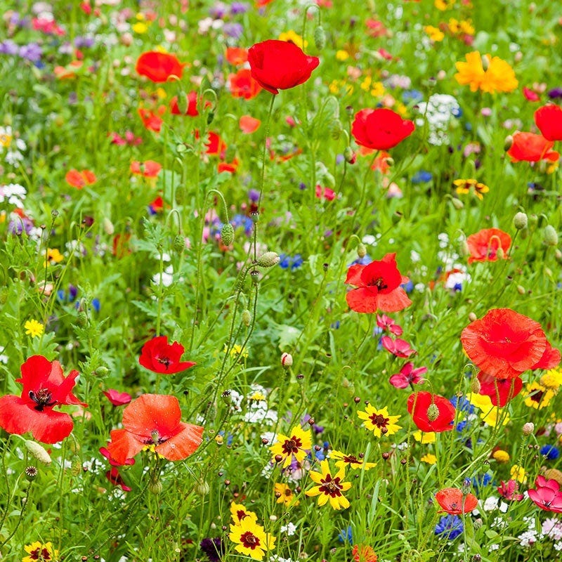 Wisconsin Select Wildflower Seed Mix
