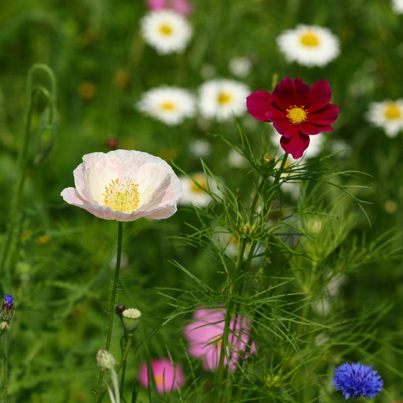 oklahoma wildflower seeds Texas & Oklahoma Select Wildflower Seed Mix