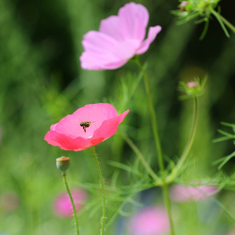 oklahoma flower seeds to plant in fall Texas & Oklahoma Select Wildflower Seed Mix