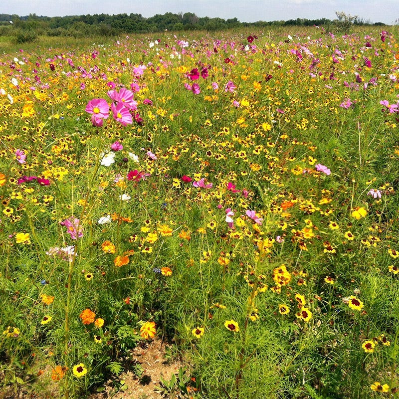 Indiana Select Wildflower Seed Mix