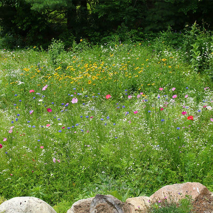 Midwest Wildflower Seed Mix