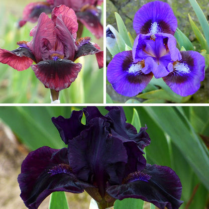 Mighty Mini Dwarf Bearded Iris Collection