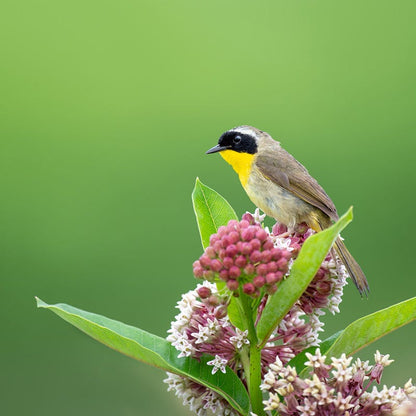 Buzz & Flutter Pollinator Pre-Planned Garden