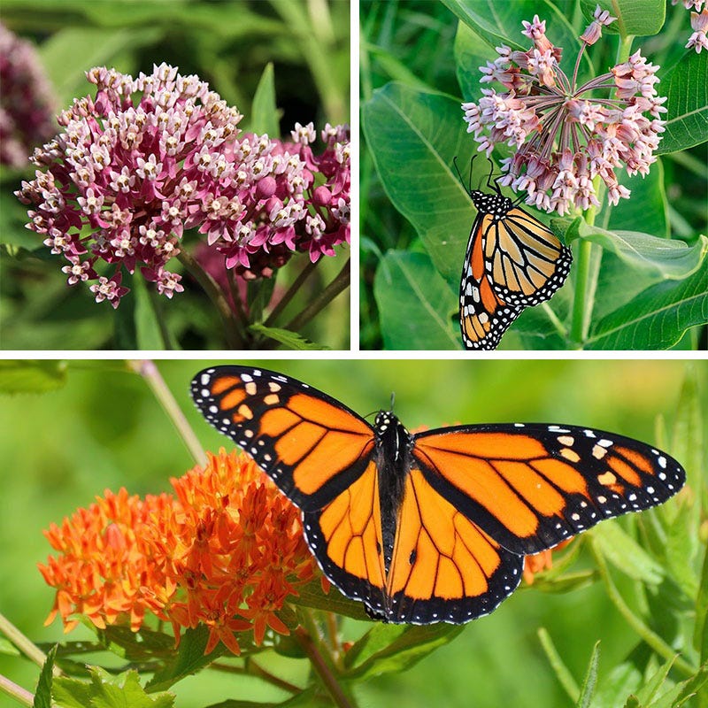Milkweed Collection