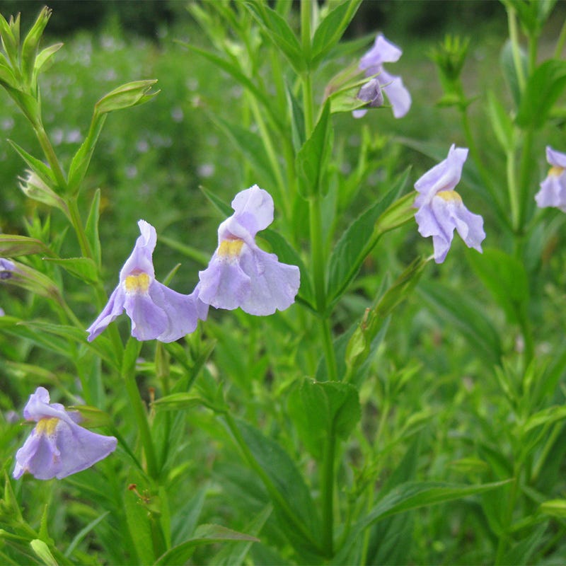monkey flower seeds Monkey Flower Seeds | Purple