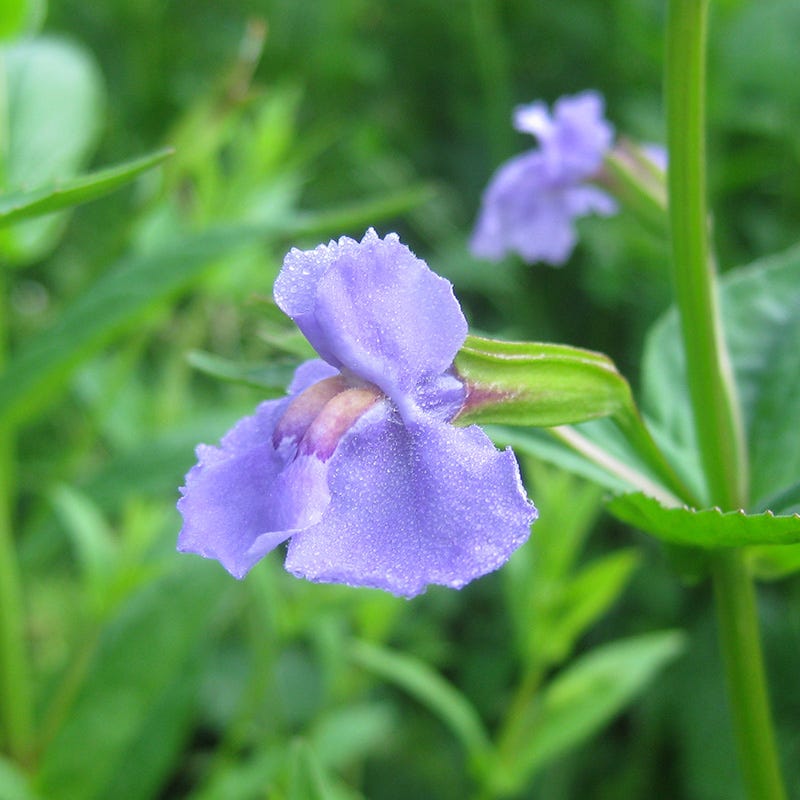monkey flower seeds Monkey Flower Seeds | Purple