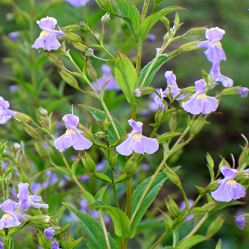 american meadows wildflower seeds Wet Meadow Wildflower Seed Mix