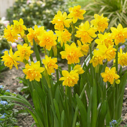 Tete Boucle Miniature Double Daffodil