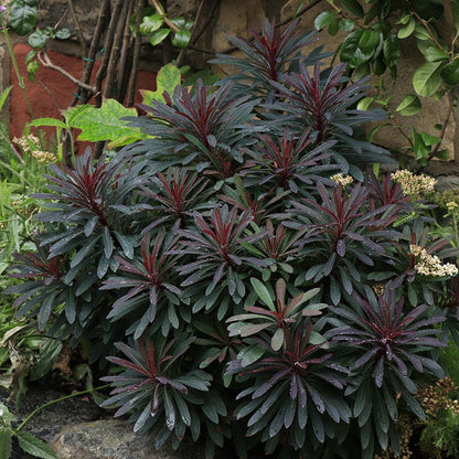 Miner's Merlot Euphorbia