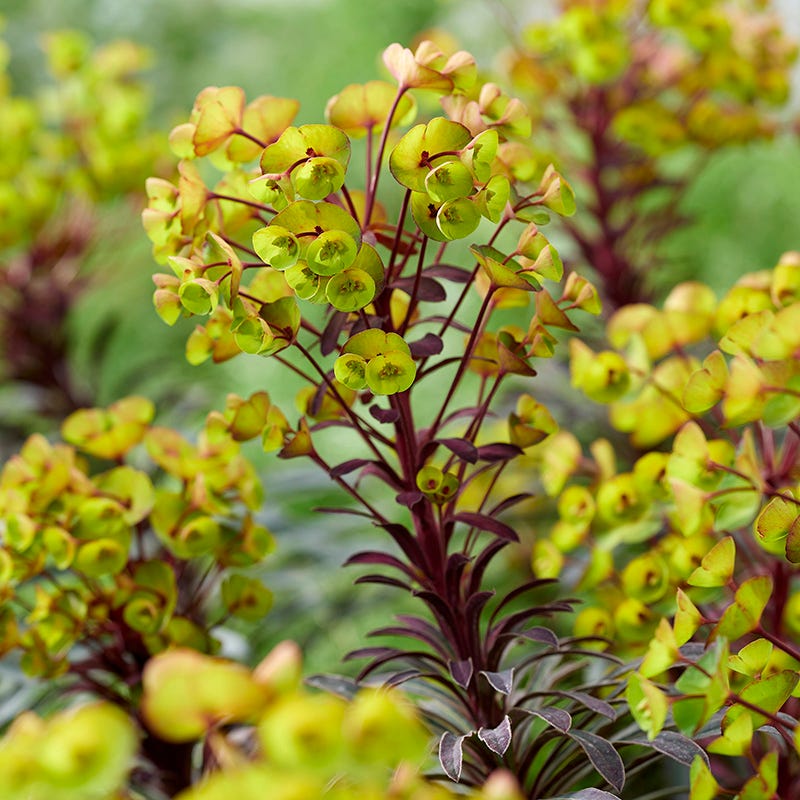 Miner's Merlot Euphorbia | American Meadows