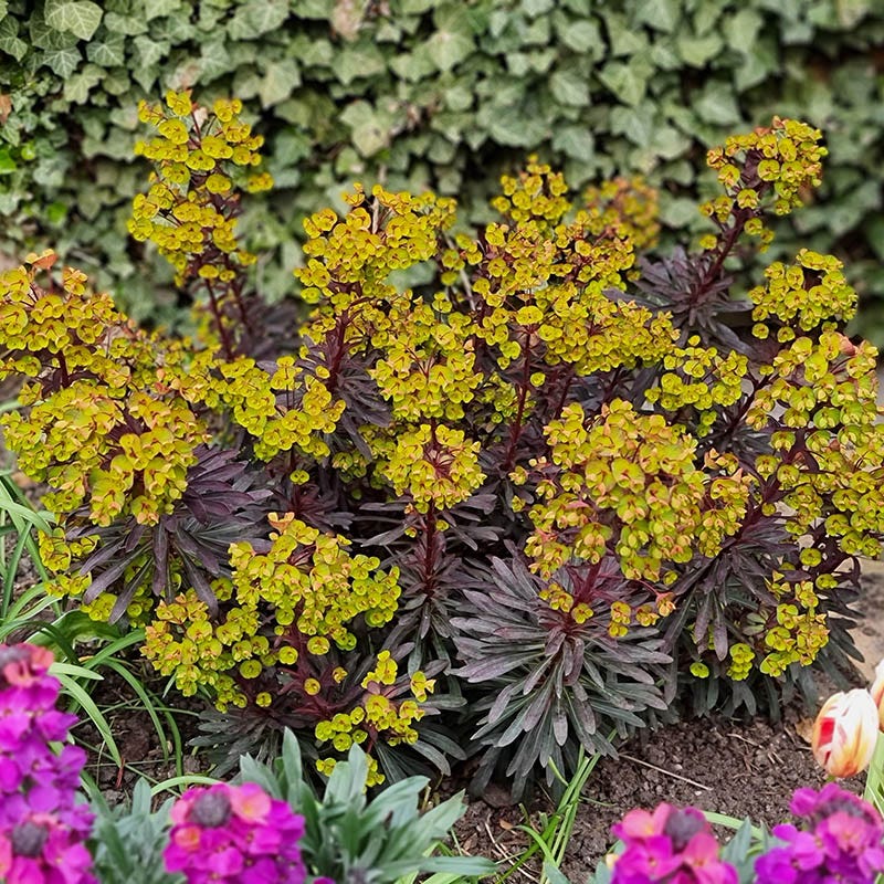 Miner's Merlot Euphorbia