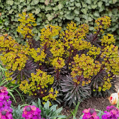 Miner's Merlot Euphorbia